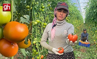 Kadın çiftçiden Bakan’a çağrı: Domatesi maliyetine satıyoruz!
