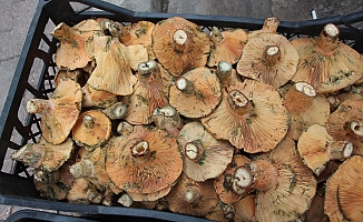 Ormanda sağanak yağmur altında kendiliğinden yetişiyor, kilogramı 350 TL'den satılıyor