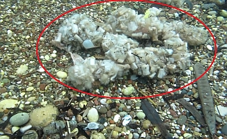 Sigara izmaritleri denizde pamuk tarlasına dönüştü