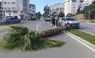 Şoförlük eğitimi yaparken refüjdeki palmiyeyi devirdi!