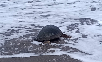 Yaralı Caretta yeniden maviliklerde