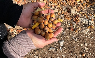 30 yıl önce aşıladığı meyveler bölge halkına gelir oldu