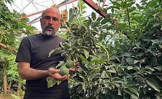 Alanya 40 bine yakın tropikal meyve üreticisiyle iç piyasa ihtiyacını karşılıyor