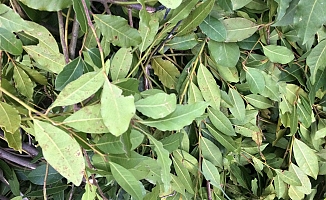 Antalya'dan hasat edilip köy meydanında tartılıyor, Avrupa'ya gönderiliyor!