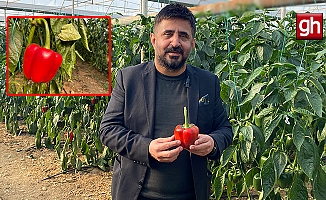 Türk tohumculuğundan tarihi adım:  Kaliforniya biberinde yerli çeşit dönemi