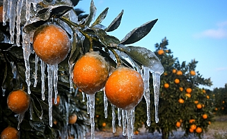 Adana için zirai don alarmı: Gece sıcaklık sıfırın altına düşecek
