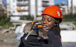 Enkaz altında kalanları kahraman fareler kurtaracak!