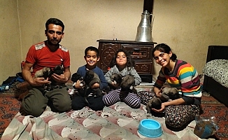 Fırtına sonrası devrilen ağaçların altında kalarak telef olan anne köpeğin yavrularına sahip çıktılar