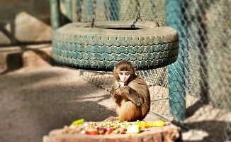 Koli içinde gelmişti şimdi 'Fıstık' gibi hayatı oldu