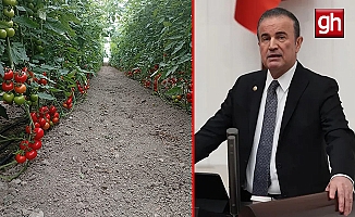 Orman köylüsünün hasadı dalında kalmadı