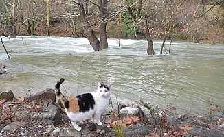 Toroslar'da yağış bereketi kuruyan Üzümdere Irmağını yeniden canlandırdı, şelaleler coştu