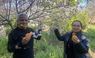 Aksu'da badem ağaçları şubat ortasında çiçek açtı
