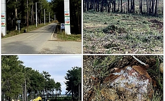 Aksu Kent Konseyi’nden Kurşunlu Ormanları açıklaması