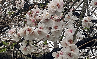 Aksu’da badem ağaçları erken çiçek açtı