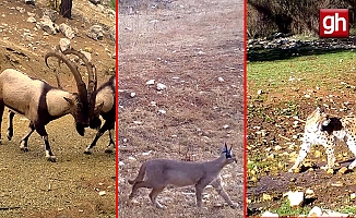Antalya'da yaban hayatı fotokapanlara yansıdı
