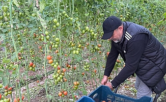 Fanatik üreticinin ‘Kante' sevgisi: Domatesleri topladığı kasaya bile onun adını yazdırdı