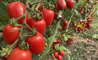 Ocak ayında domates miktar endeksi yıllık yüzde 24,05 azaldı