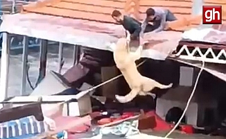 Sele kapılmaktan son anda kurtarıldı!