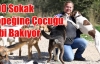 300 sokak köpeğine çocuğu gibi bakıyor