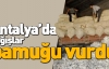 Antalya'da yağışlar pamuğu vurdu