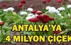 Antalya'ya 4 milyon çiçek