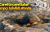 Caretta carettalar kampçı tehdidi altında