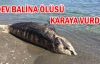 Dev balina ölüsü karaya vurdu