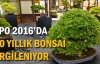 Expo 2016'da 140 yıllık bonsai sergileniyor