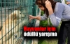 Hayvanlar için ödüllü yarışma