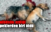Minibüsün ezdiği köpeklerden biri öldü