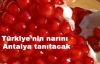 Nar Tanıtım Grubu kuruluyor