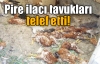 Pire ilacı tavukları telef etti!