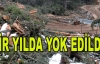 Sedir ormanı bir yılda yok edildi