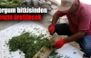 Sorgum bitkisinden benzin üretilecek