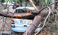 Kemer'de fırtına ağaçları devirdi ağaçlar zarar gördü, totemler fırtınaya dayanamadı