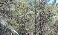 Gazipaşa’da çıkan orman yangınında 1 dönüm alan zarar gördü
