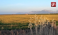 Buğdayı don ve kuraklık vurdu
