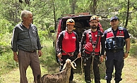  Düştüğü mağarada 3 gün mahsur kalan keçiyi kurtarma ekipleri çıkardı