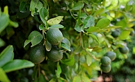 Limonda fiyatı düşürecek hasat başladı