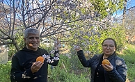 Aksu'da badem ağaçları şubat ortasında çiçek açtı