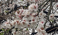 Aksu’da badem ağaçları erken çiçek açtı