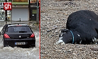 Antalya'da 'Sarı Kod' uyarısı: Rögarlar taştı, telef olmuş dana kıyıya vurdu