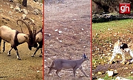 Antalya'da yaban hayatı fotokapanlara yansıdı