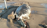  Manavgat'ta sahile ölü yunus vurdu