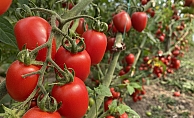 Ocak ayında domates miktar endeksi yıllık yüzde 24,05 azaldı