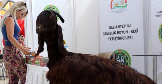 Uluslararası Keçicilik Kongresi Antalya'da başladı