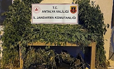 Antalya'da ormanlık alana ekili bin 115 kök kenevir ele geçirildi