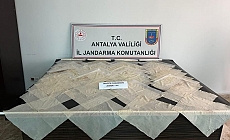 Piyasa değeri 2 milyon TL olan bonzai ele geçirildi
