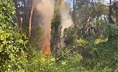  Manavgat'ta çamlık alanda yangın