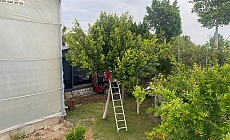  Serik'te kamyonet seraya daldı!
